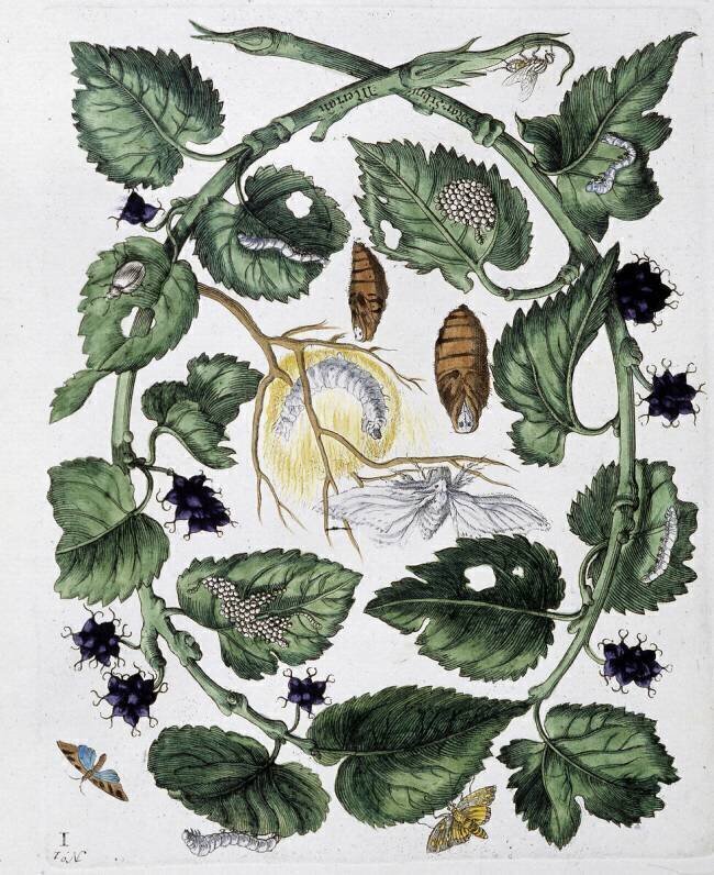 Papillons et chrysalides Maria Sibylla Graff Merian