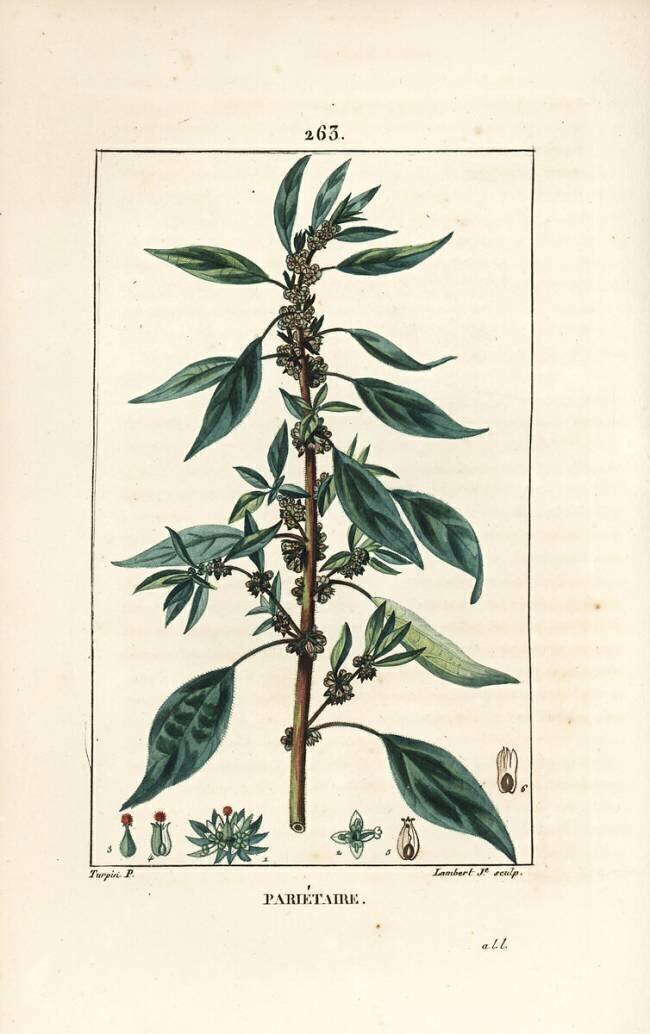 Parietaire officinale Pierre Jean Francois Turpin