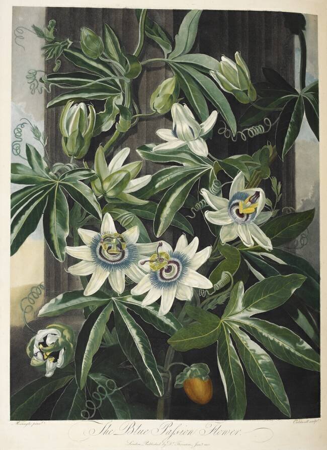 Passiflora caerulea Robert John Thornton