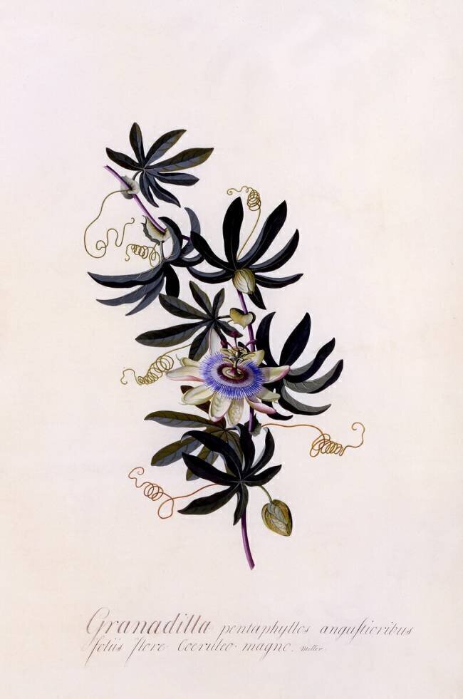 Passiflora "Granadilla" Georg Dionysius Ehret
