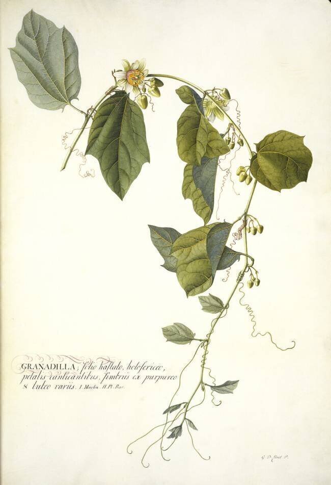 Passiflora holosericea Georg Dionysius Ehret