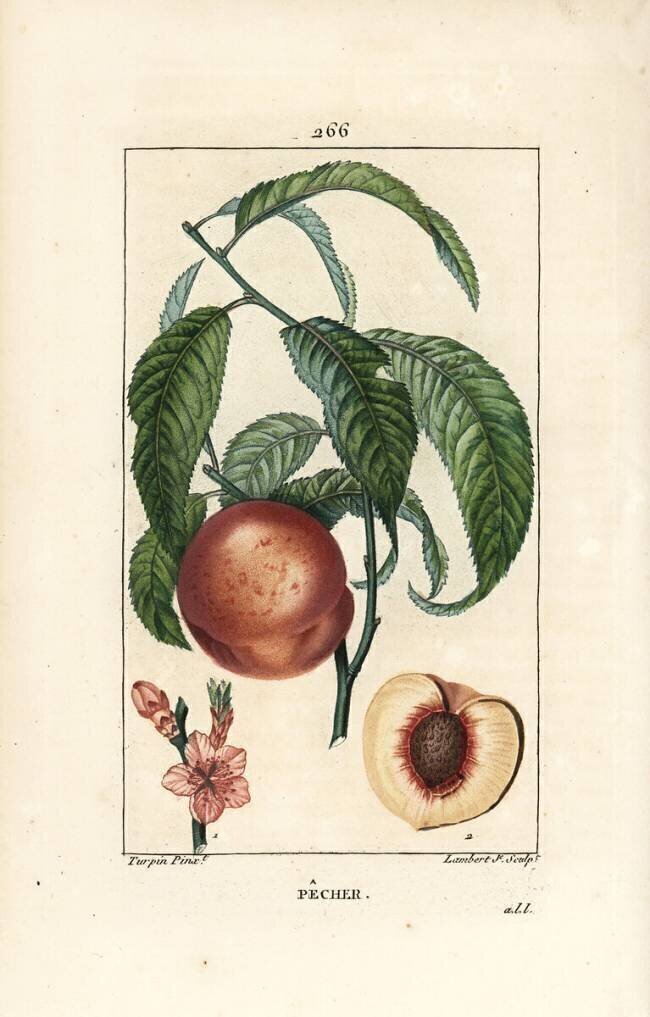 Pêcher Pierre Jean Francois Turpin