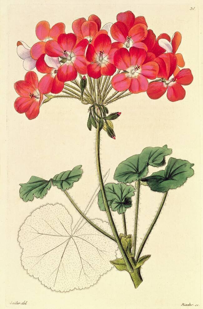 Pelargonium Leopold Trattinick