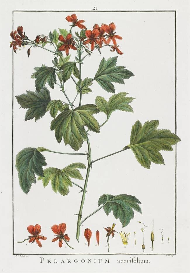 Pelargonium acerifolium Pierre Joseph Redouté