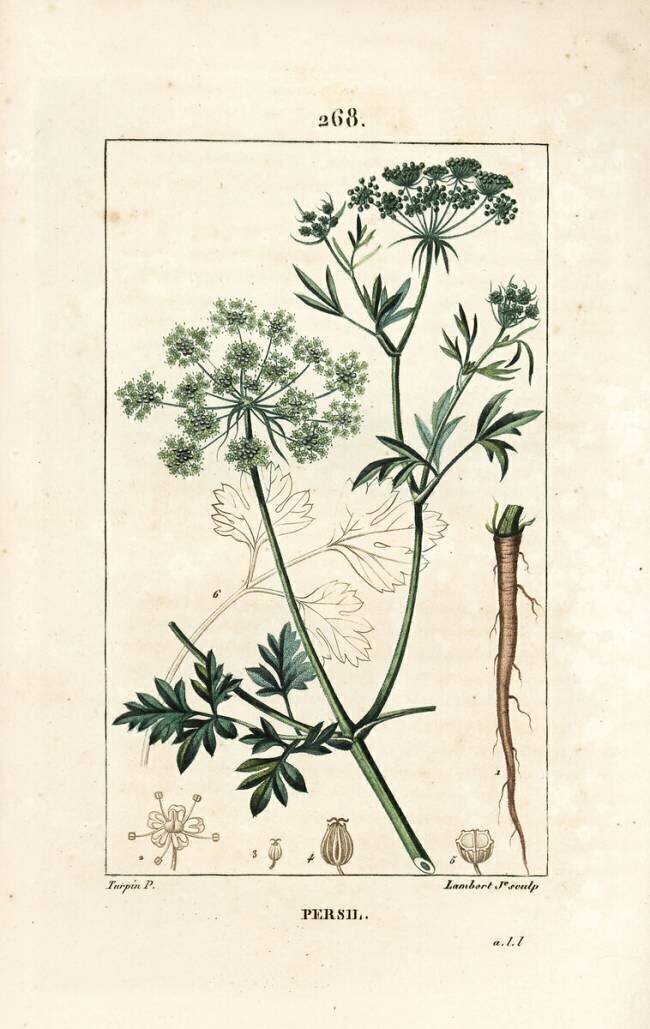 Persil - Persil du jardin Pierre Jean Francois Turpin