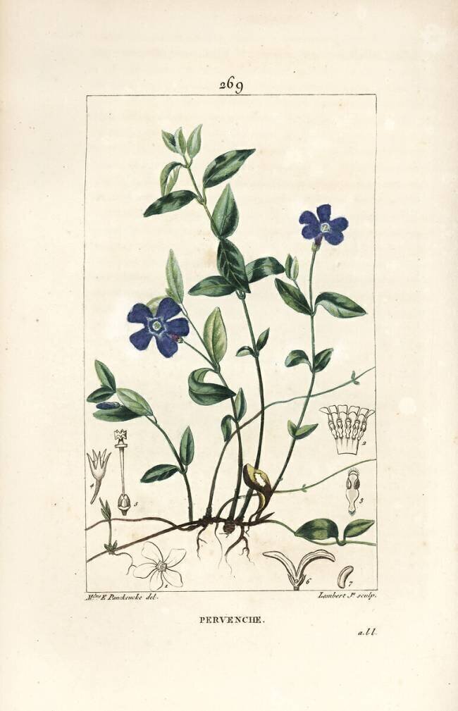 Pervenche Ernestine Panckoucke