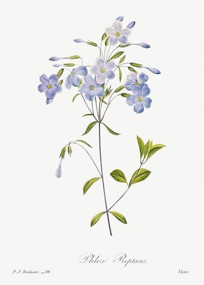 Phlox reptans Pierre Joseph Redouté