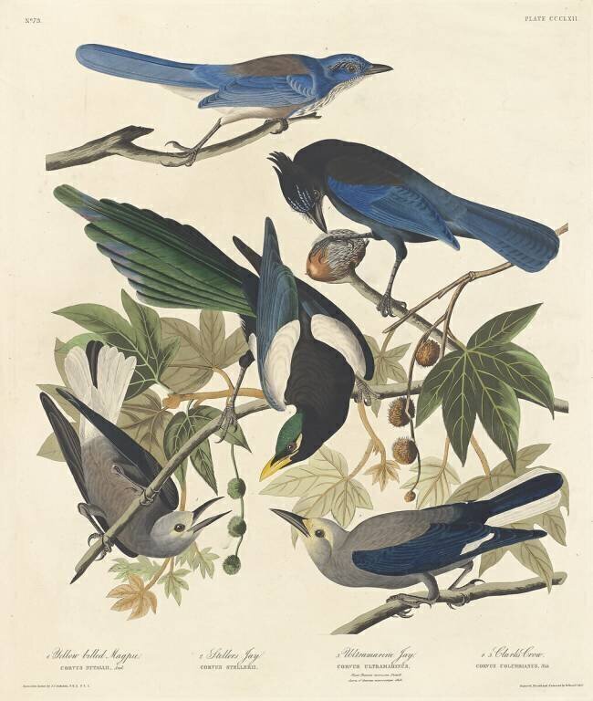 Pie à bec jaune John James Audubon