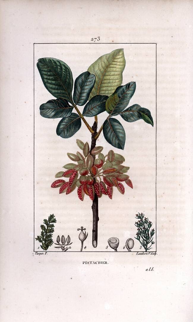 Pistachier Pierre Jean Francois Turpin