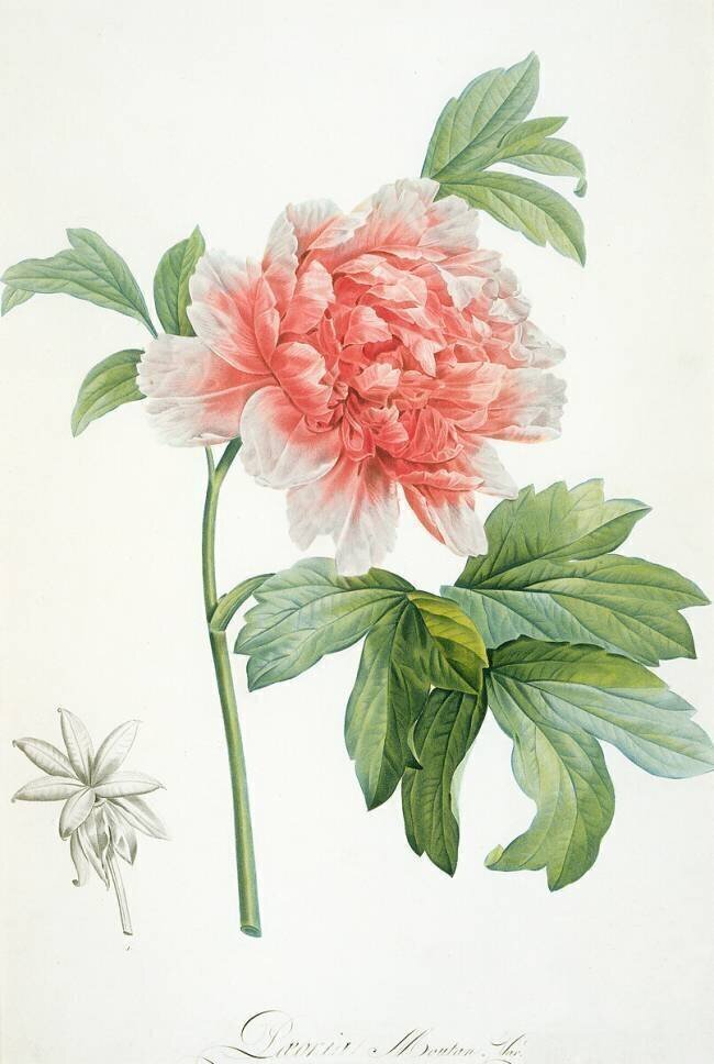 Pivoine Pierre Joseph Redouté