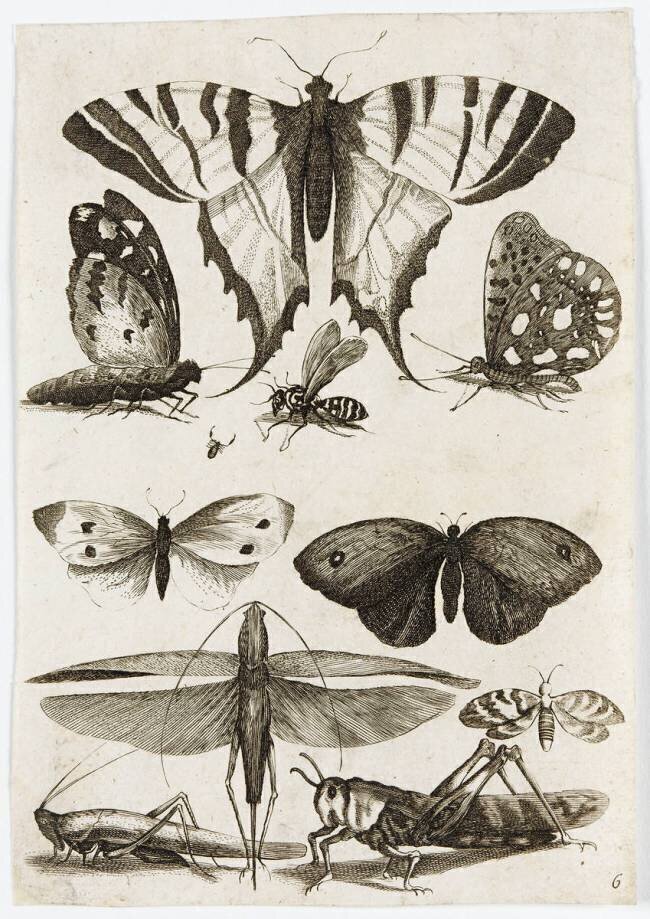 Planche d'insectes anonyme
