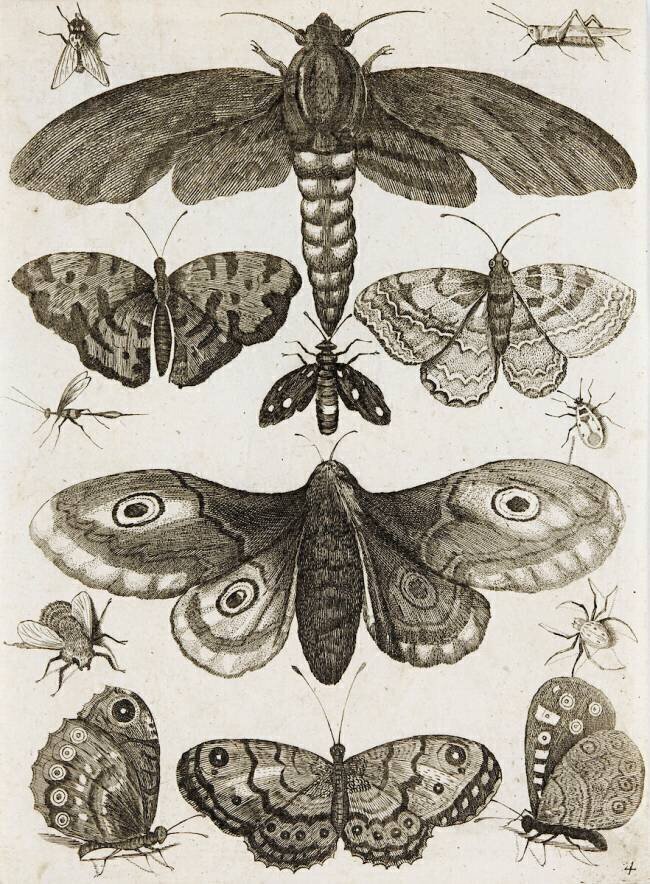 Planche d'insectes anonyme