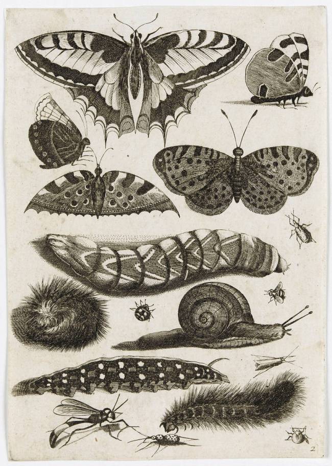 Planche d'insectes : papillons anonyme