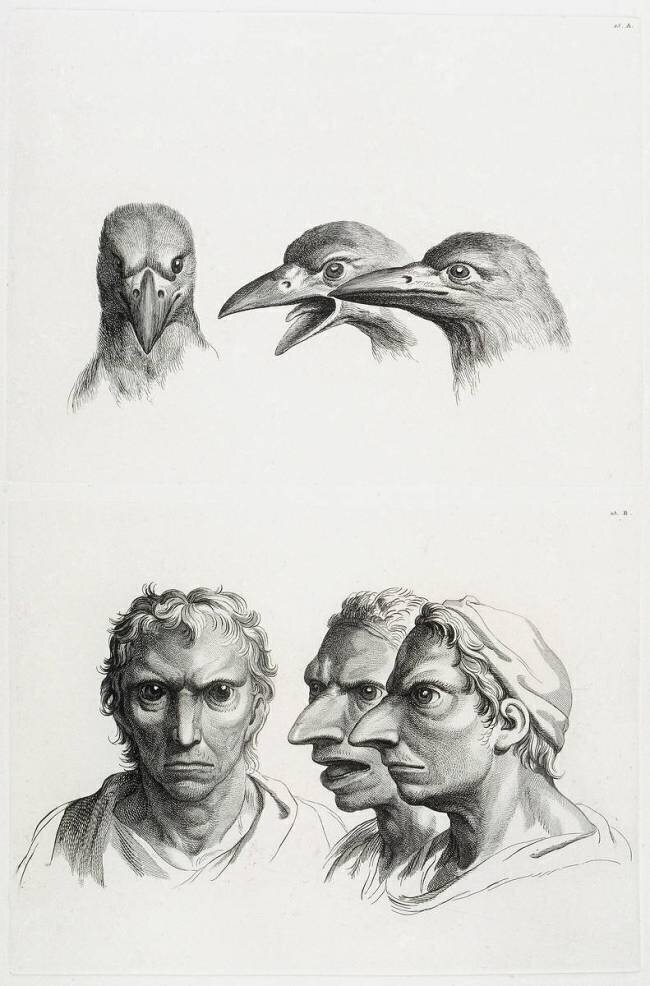 Planches 23 a et 23 b : trois têtes de corbeaux et trois têtes d'hommes en relation avec le corbeaux Charles Le Brun