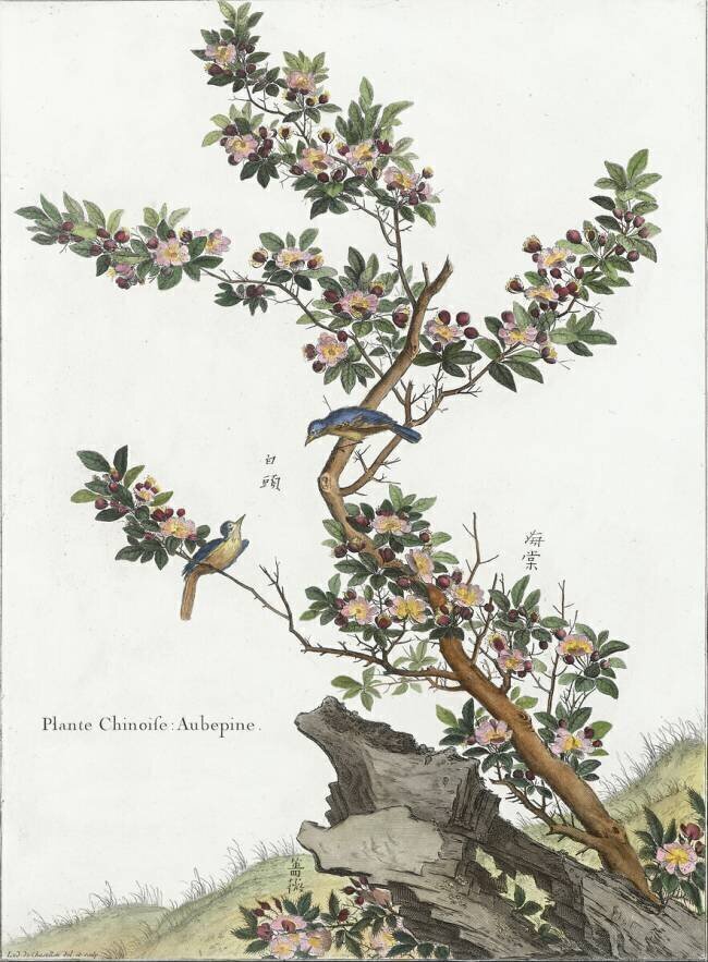 Plante chinoise (aubépine) Louis de Chastillon