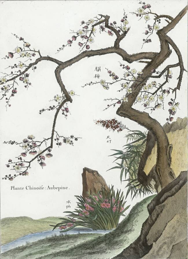 Plante Chinoise (aubépine) Louis de Chastillon