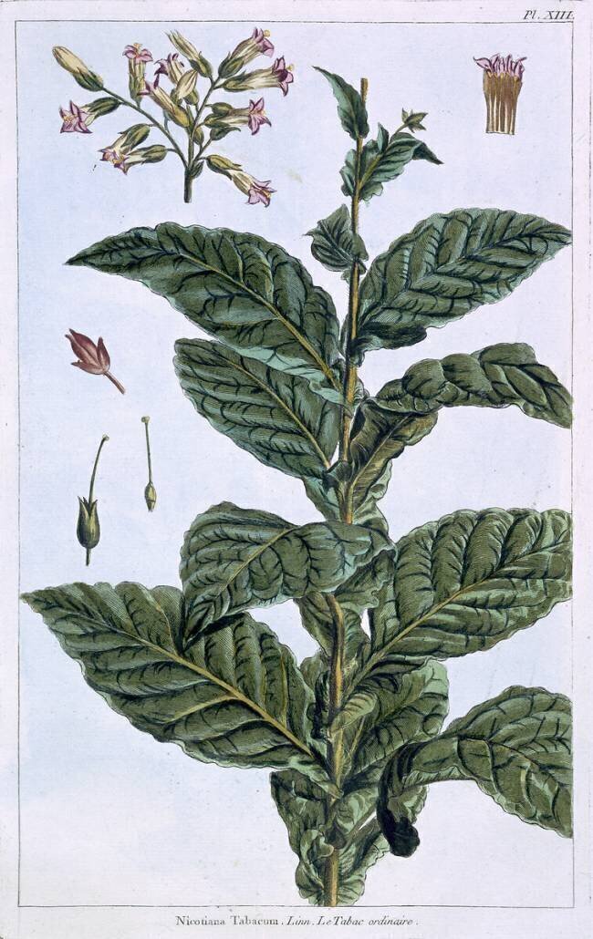 Plante de tabac Pierre-Joseph Buchoz