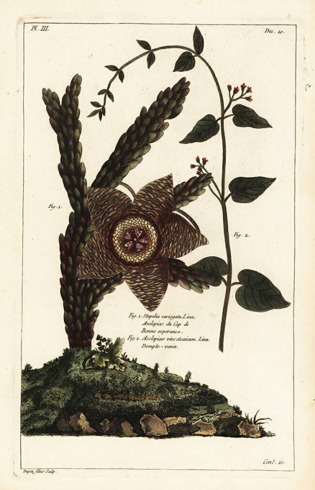 Plante étoile de mer Dupin