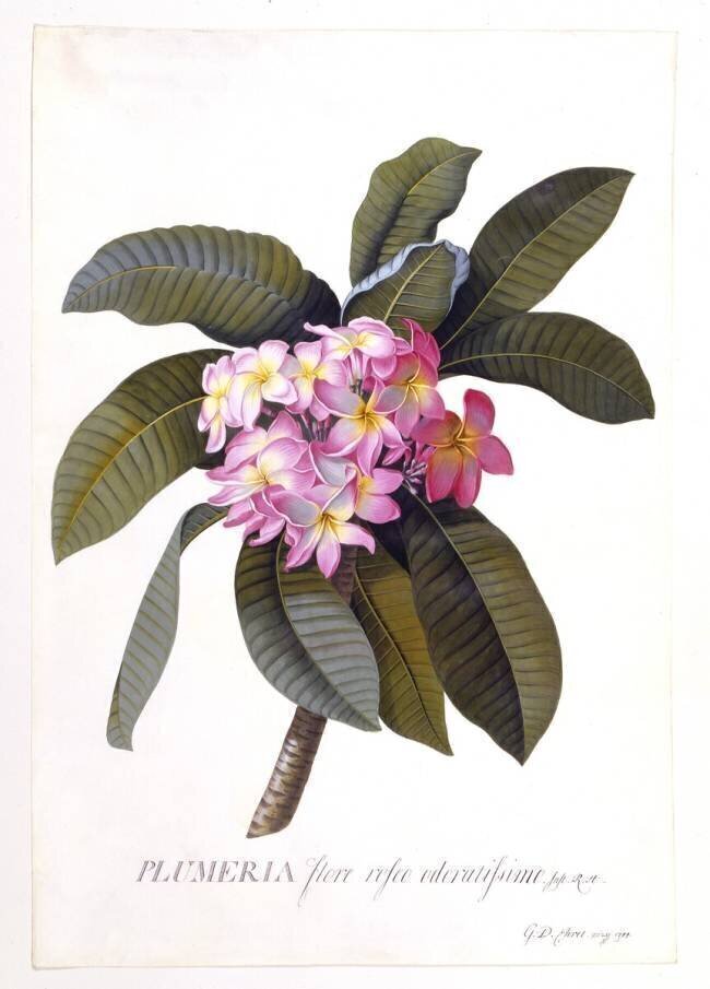 Plumeria Georg Dionysius Ehret