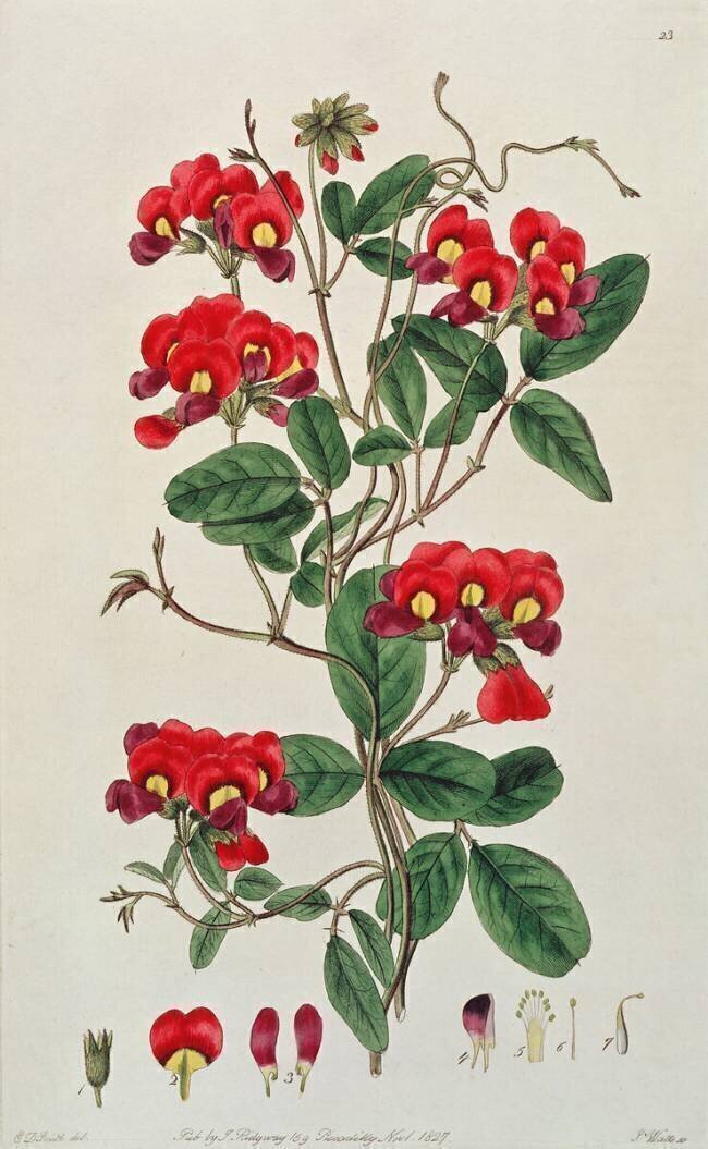 Pois de senteur : Lathyrus odoratus Edwin Dalton Smith