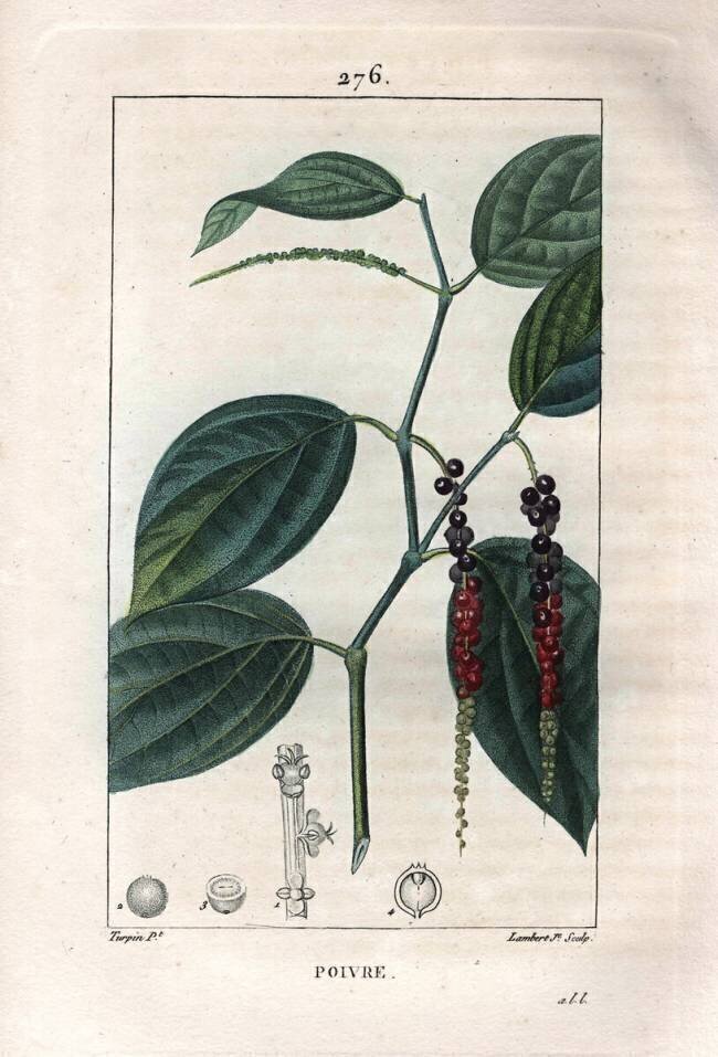 Poivre Pierre Jean Francois Turpin