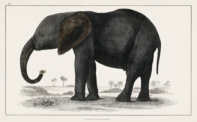 Portrait d'un éléphant gris foncé Oliver Goldsmith