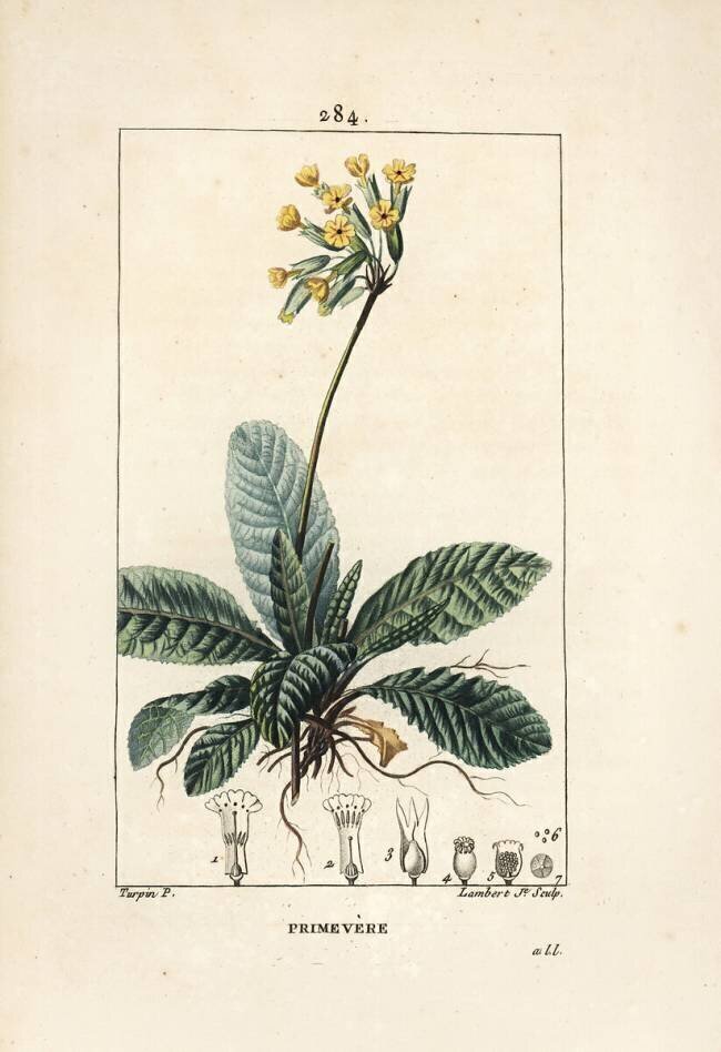 Primevere officinale ou brerelle Pierre Jean Francois Turpin