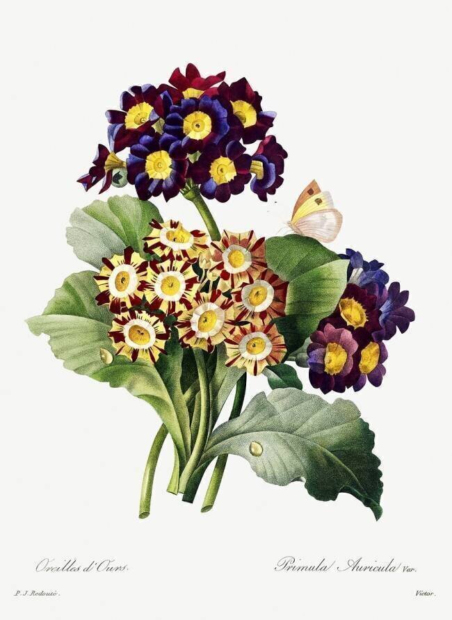 Primula auricula Pierre Joseph Redouté