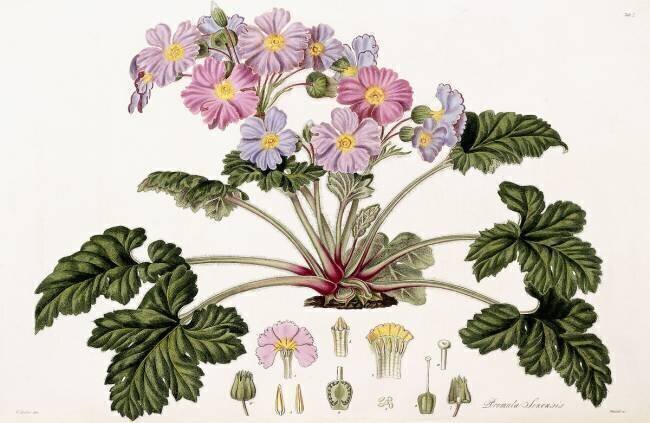 Primula Sinensis William Hooker