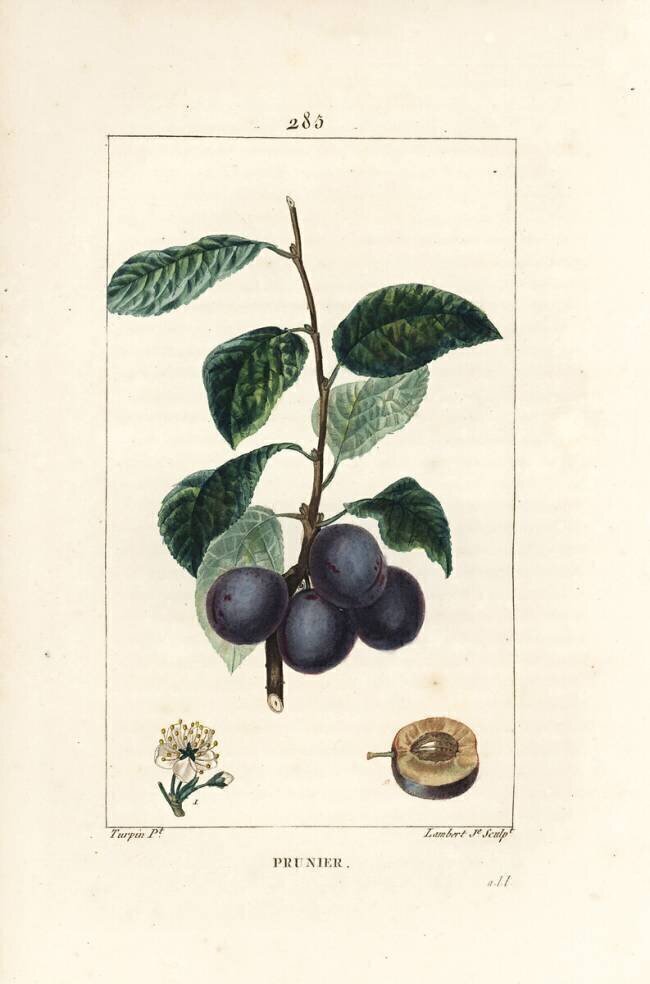 Prune Pierre Jean Francois Turpin