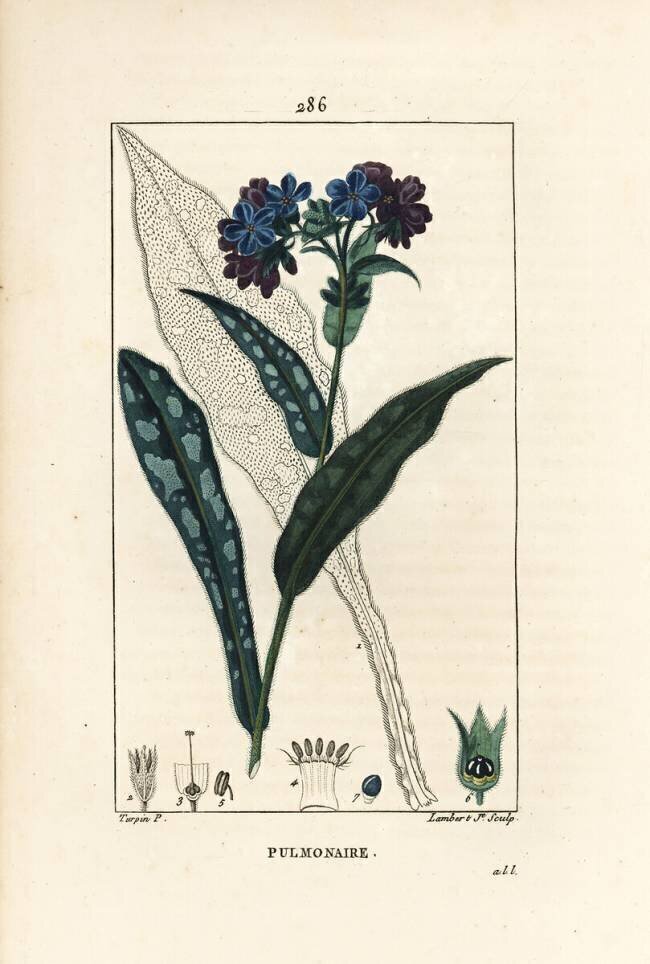 Pulmonaire Pierre Jean Francois Turpin