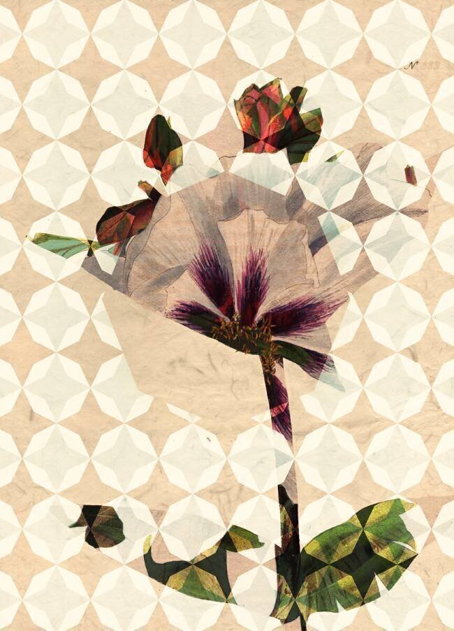 Purple gentian George Cooke