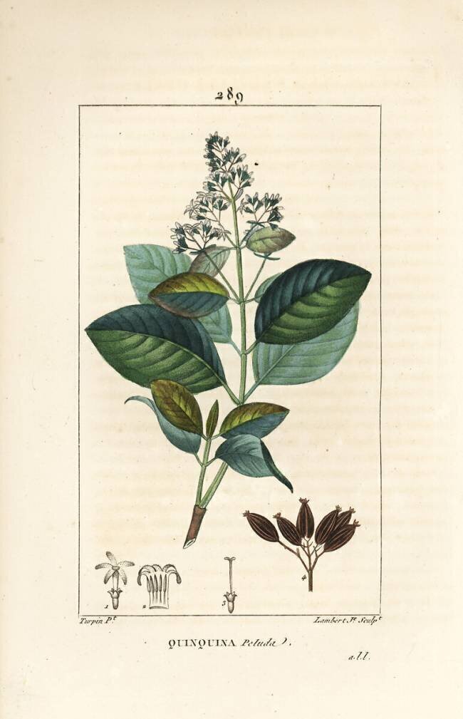 Quinquina Pierre Jean Francois Turpin