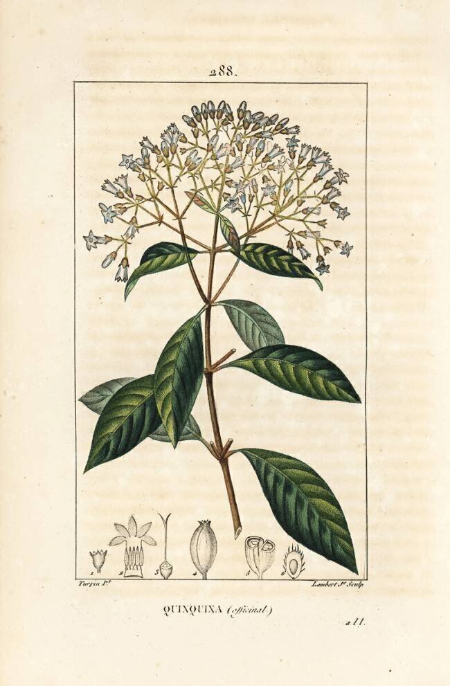 Quinquina Pierre Jean Francois Turpin