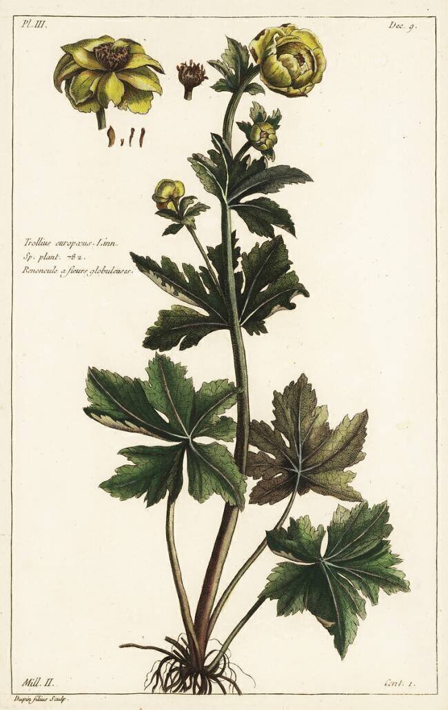 Renoncule à fleurs globuleuses Dupin