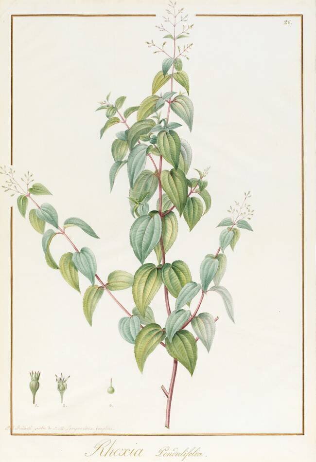 Rhexia Pendulifolia Pierre Joseph Redouté
