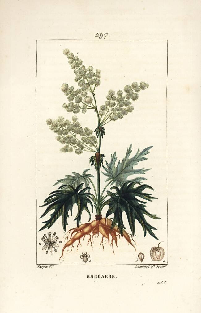 Rhubarbe Pierre Jean Francois Turpin