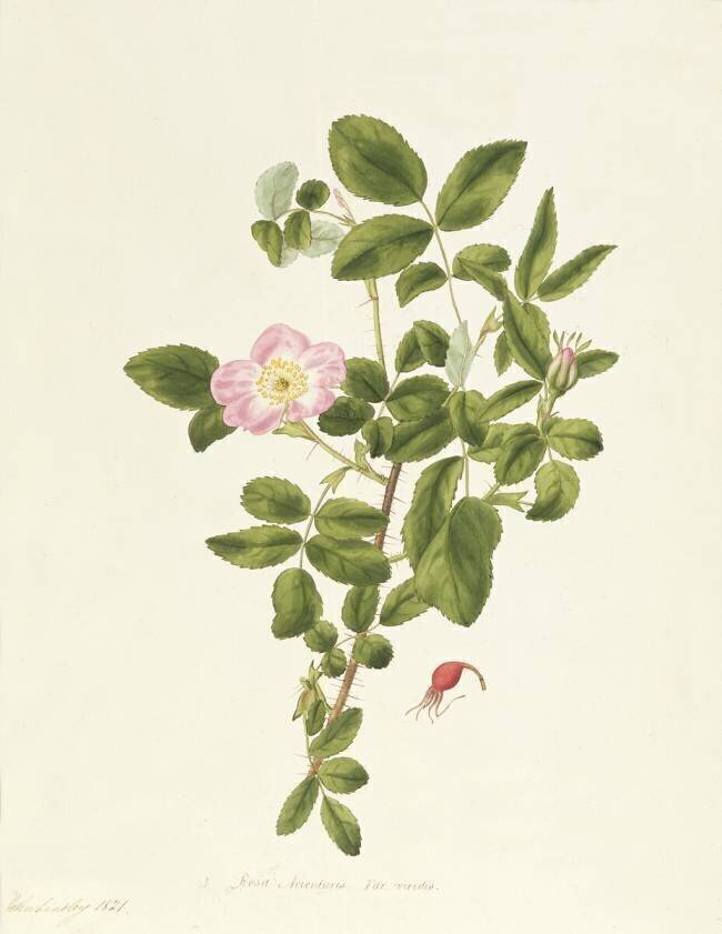 Rosa Acicularis Viridis Pierre Joseph Redouté