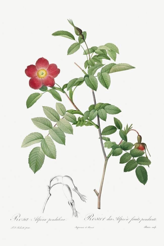Rosa alpina pendulina Pierre Joseph Redouté