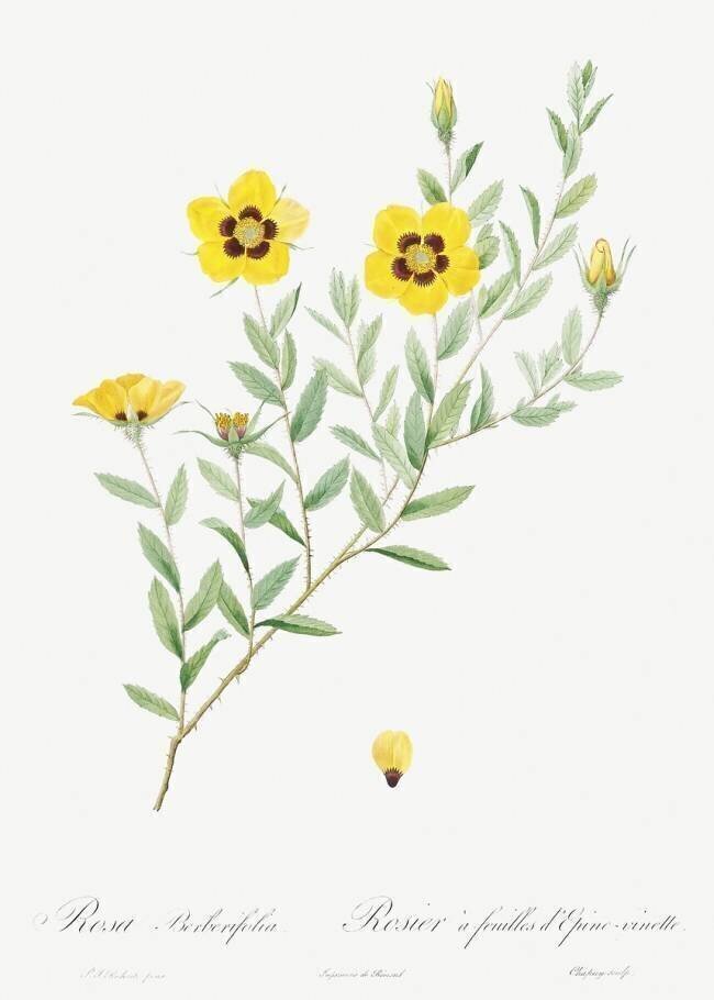 Rosa Berberifolia Pierre Joseph Redouté
