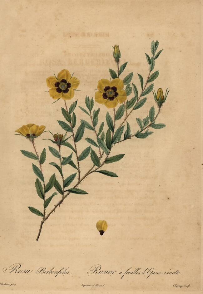 Rosa berberifolia Jean-Baptiste Chapuy