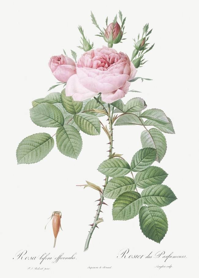 Rosa Bifera Officinalis Pierre Joseph Redouté