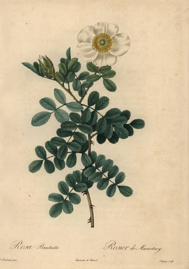 Rosa bracteata Jean-Baptiste Chapuy