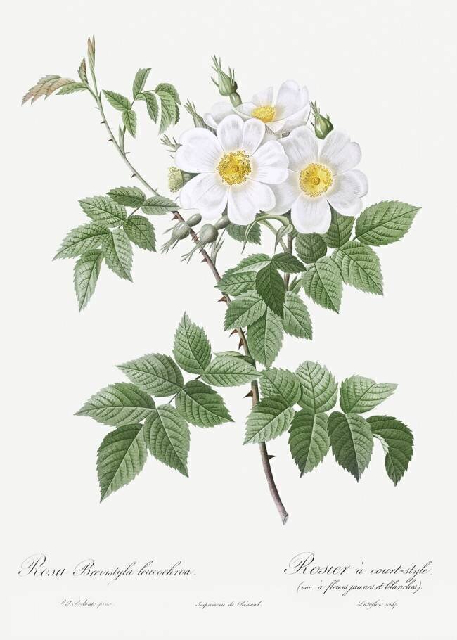 Rosa Brevistyla Leucochroa Pierre Joseph Redouté