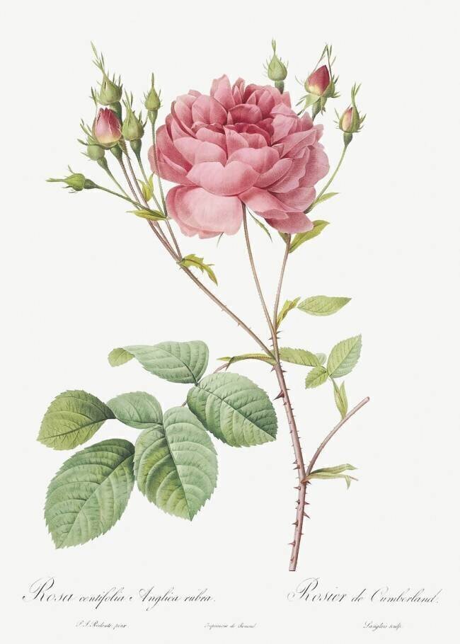 Rosa centifolia Anglica rubra Pierre Joseph Redouté