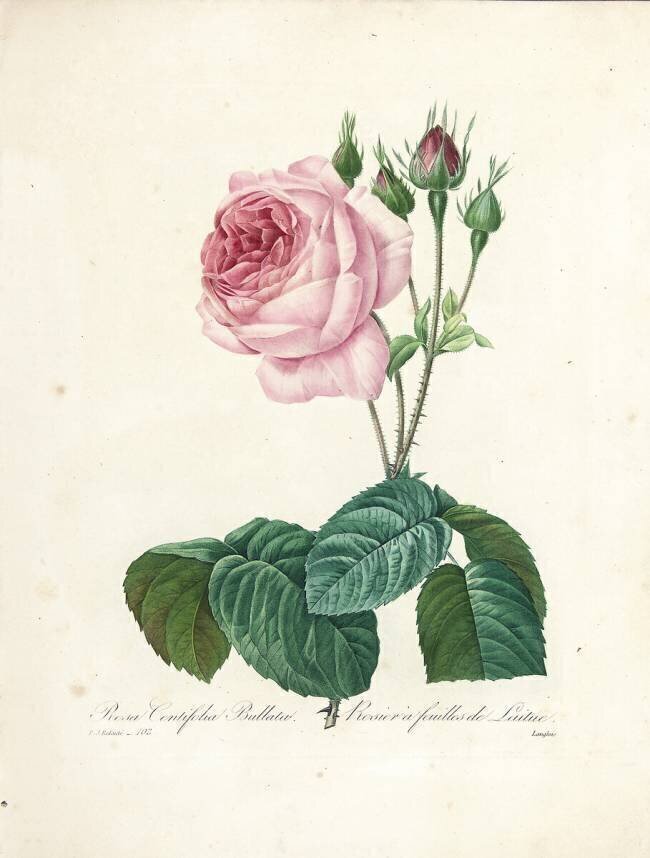 Rosa Centifolia Bullata Pierre Joseph Redouté
