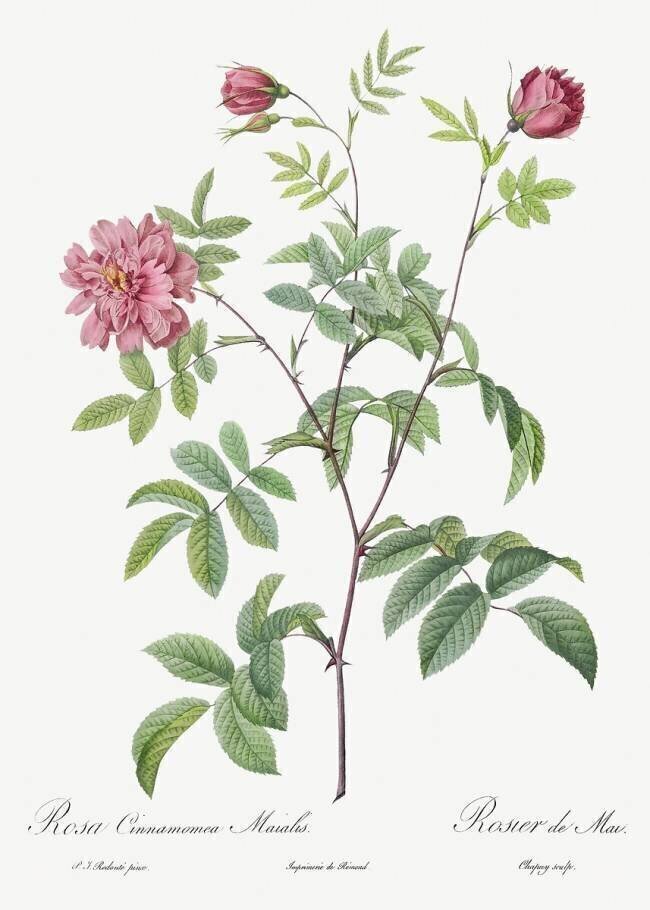 Rosa Cinnamomea Maialis Pierre Joseph Redouté