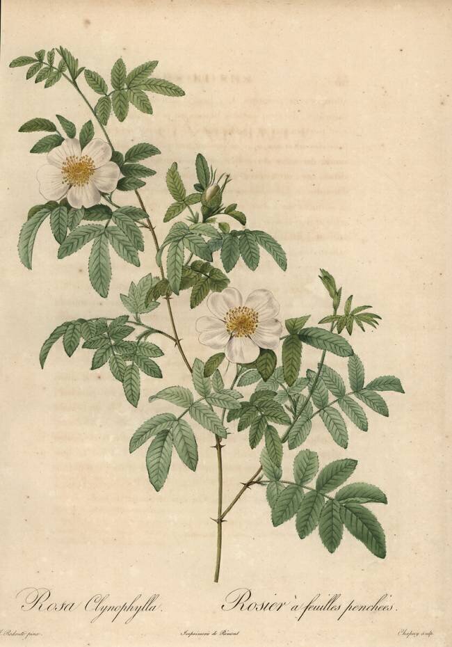 Rosa clynophylla Jean-Baptiste Chapuy