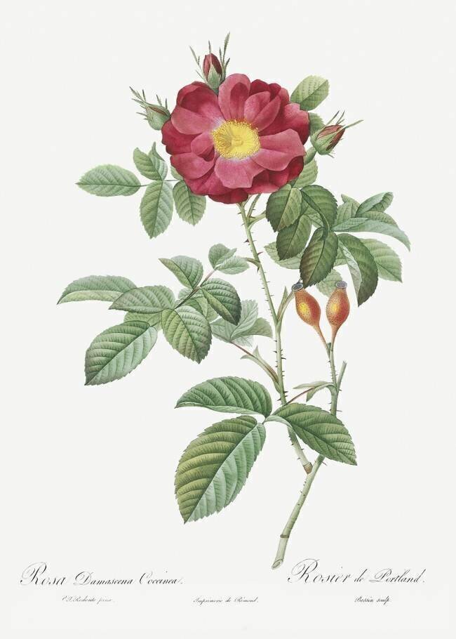 Rosa Damascena Coccina Pierre Joseph Redouté