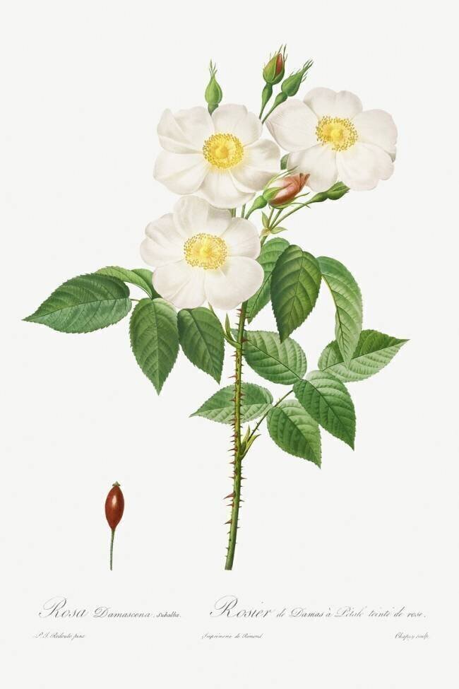 Rosa Damascena Subalba Pierre Joseph Redouté